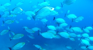 c0039073_20445811.jpg