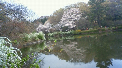桜は咲き終わって・・・_f0176276_16471855.jpg