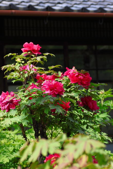 ＊　石光寺で春ぼたん１　　癒しの花園 ＠奈良県葛城市_f0225276_20515485.jpg