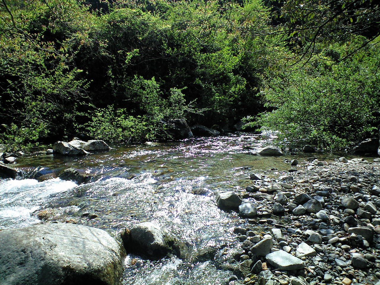 長良川水系、月見が原と片知川・・・_a0093677_21294748.jpg