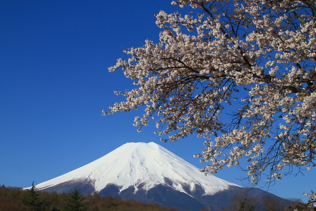 富士山と桜２_f0105478_11344683.jpg