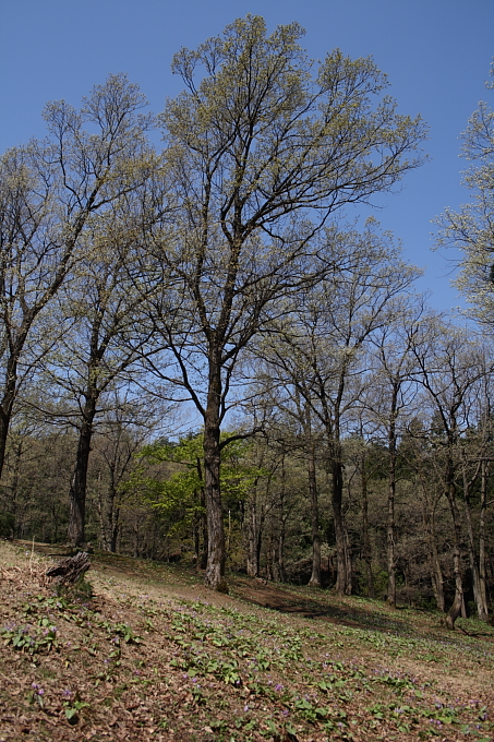 e0165983_105985.jpg