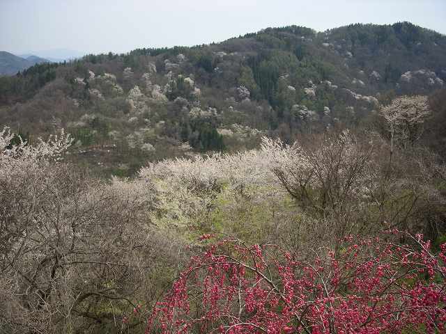 桜源郷_b0112186_21131449.jpg