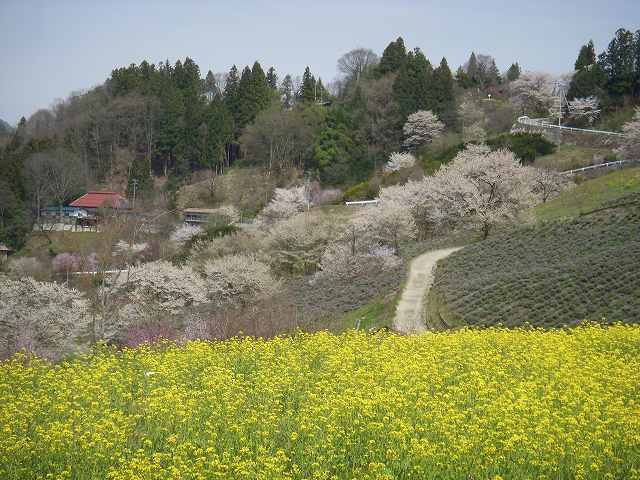 桜源郷_b0112186_2133766.jpg