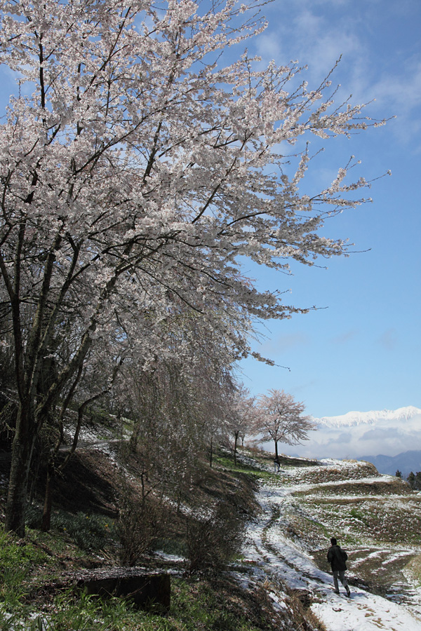 10.04.17：駒ヶ根市・蔵沢寺周辺の桜など１_c0007190_19502939.jpg