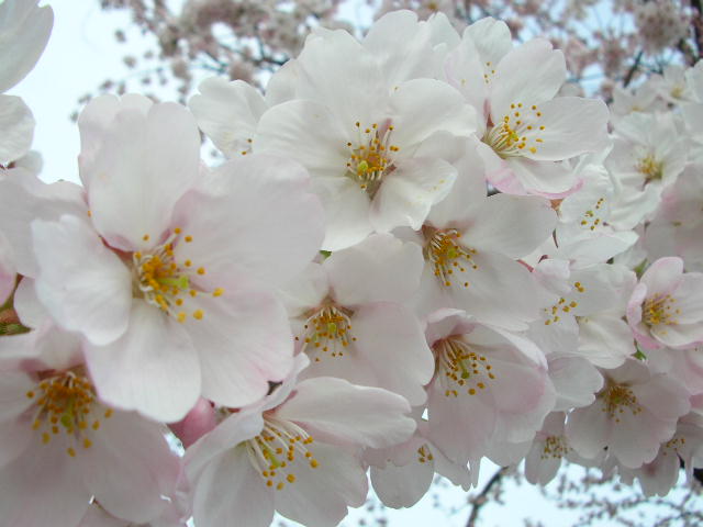 2010 桜　さくら　サクラ　２_c0029190_201265.jpg