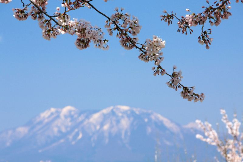 北信濃の桜_f0083292_2054944.jpg