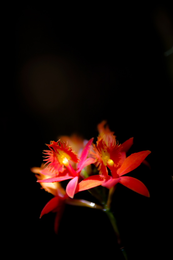 光艶_f0195893_20255170.jpg