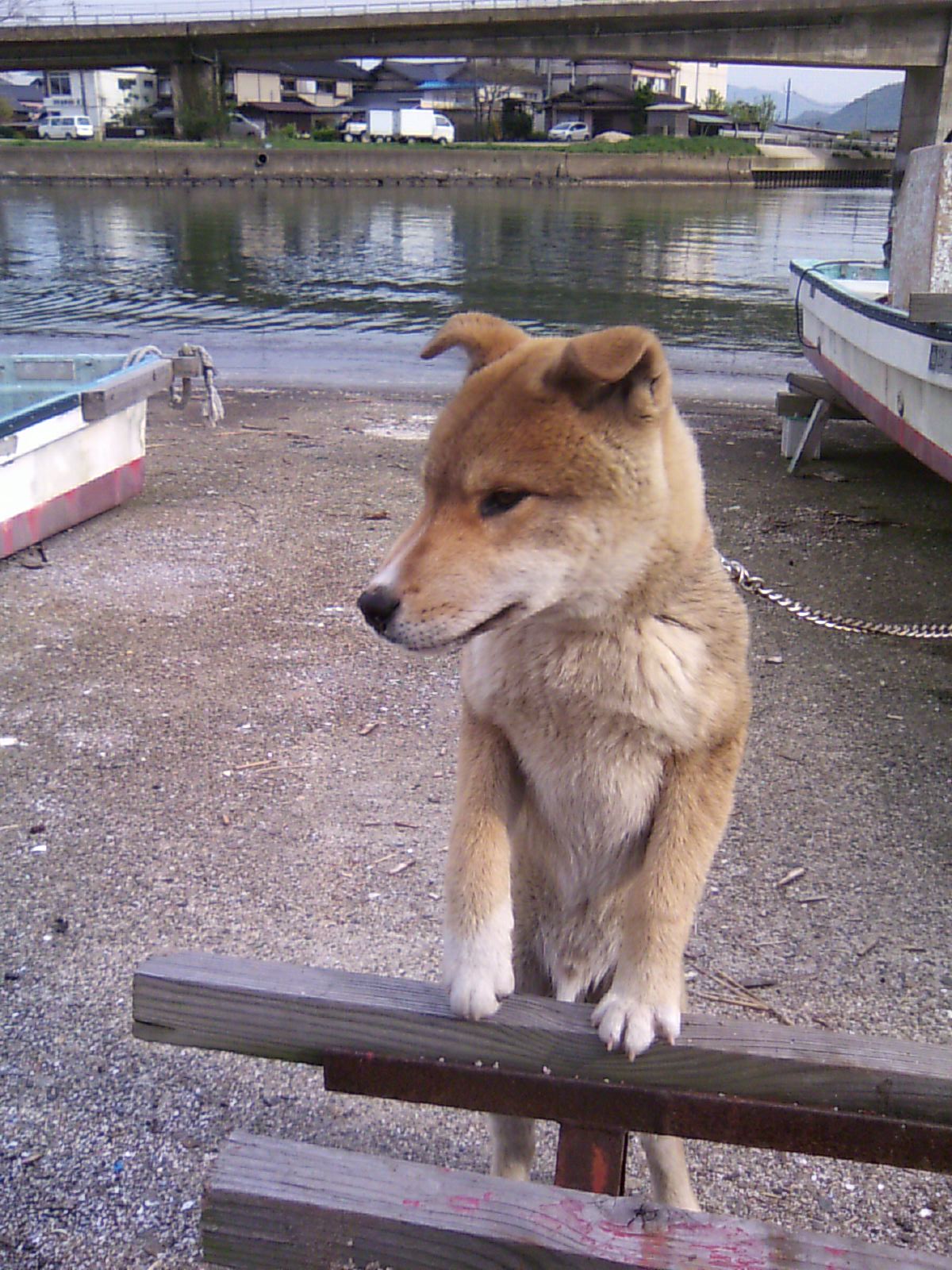 逞しい子犬は、四国犬_c0145299_22372165.jpg