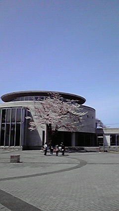 桜開花しました_f0090602_14104732.jpg