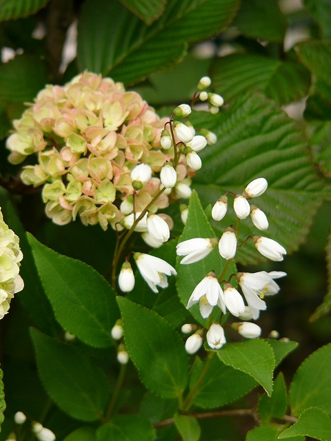 雨の日に咲いてくれるお花達♪　今日の庭の様子_a0123003_1553659.jpg