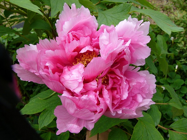 a0123003_1621783.jpg