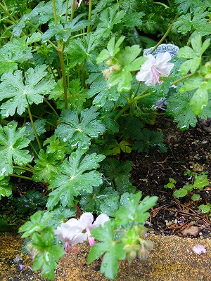 雨の日に咲いてくれるお花達♪　今日の庭の様子_a0123003_16404040.jpg