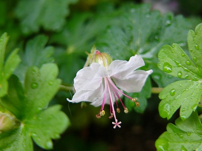 雨の日に咲いてくれるお花達♪　今日の庭の様子_a0123003_16413181.jpg