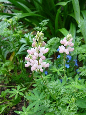 雨の日に咲いてくれるお花達♪　今日の庭の様子_a0123003_16462488.jpg