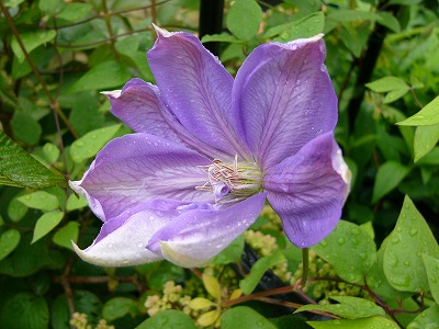 雨の日に咲いてくれるお花達♪　今日の庭の様子_a0123003_1692564.jpg