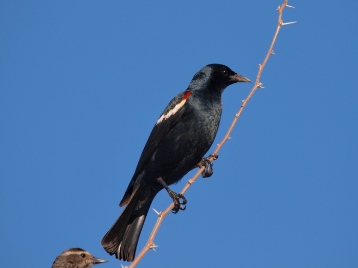サンショクハゴロモガラス ： Tricolored Blackbird Los Angelles Suburbs マッシーの四季折々