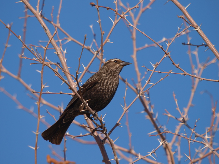 サンショクハゴロモガラス ： Tricolored Blackbird Los Angelles Suburbs マッシーの四季折々