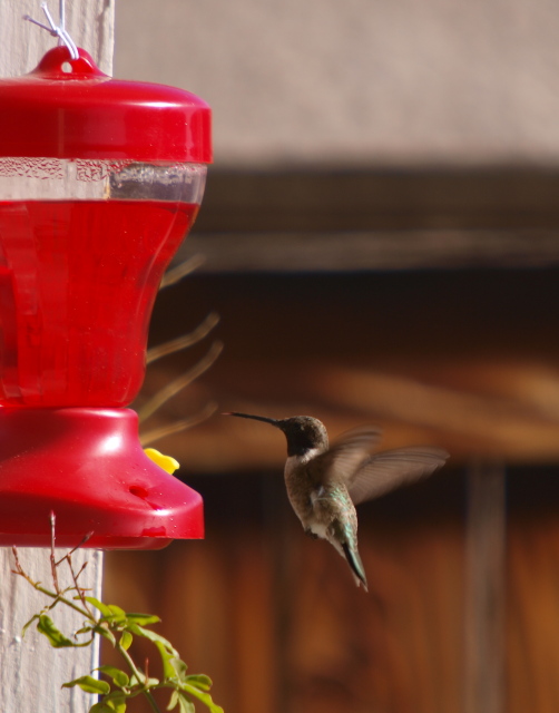 アンナハチドリの2 ： Anna's Hummingbird @ Los Angelles