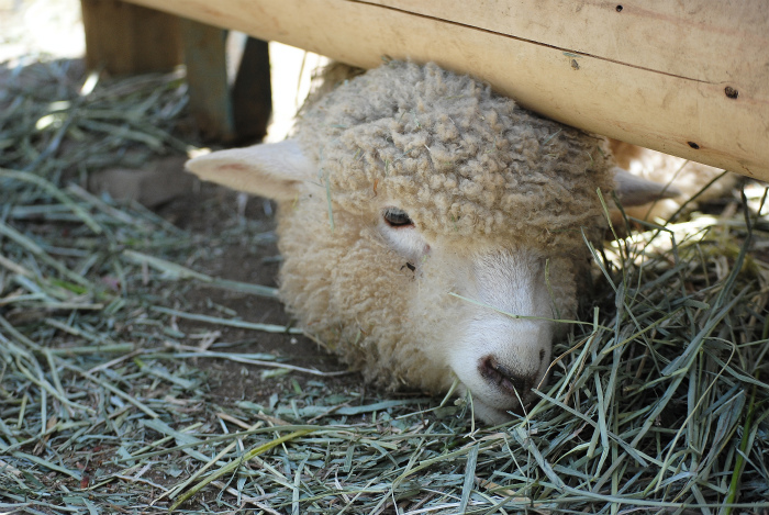 はじめての動物園_a0164204_12294948.jpg