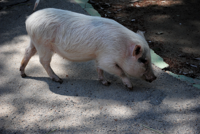 はじめての動物園_a0164204_1364926.jpg