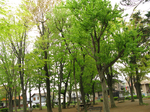 新緑の公園でセルフポートレイト（雨さんのダンスの前に）_c0011204_15293388.jpg