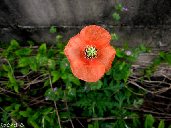 a0154706_22222575.jpg