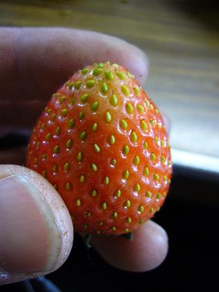 アザミウマにやられたイチゴ いちご農家への道 いつも心に太陽を アザミウマにやられたイチゴ いちご農家への道 いつも心に太陽を