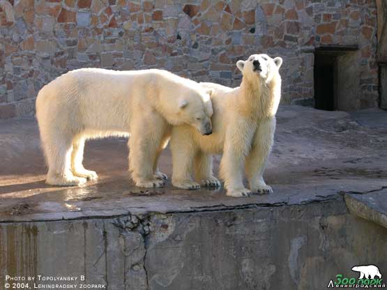 女王ウスラーダと偉大な男メンシコフ (レニングラード動物園)_a0151913_1691458.jpg