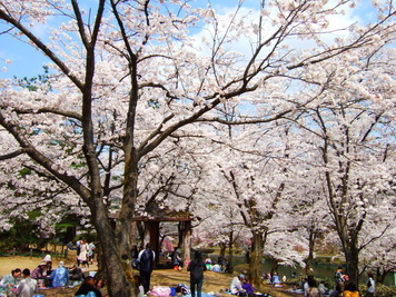 悠久山桜まつり　2010/4/26_f0225414_029308.jpg