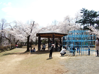 悠久山桜まつり　2010/4/26_f0225414_0555950.jpg