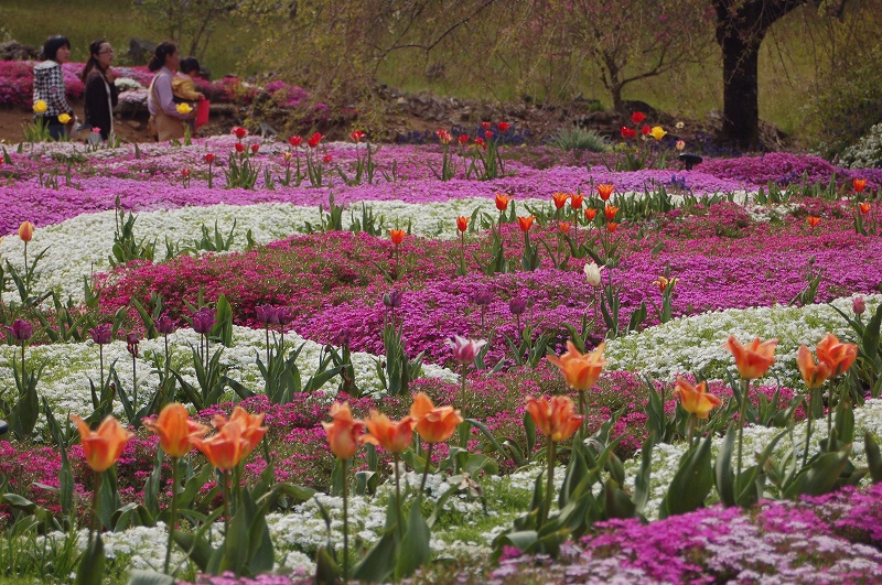 中津川の芝桜_f0231422_7212277.jpg