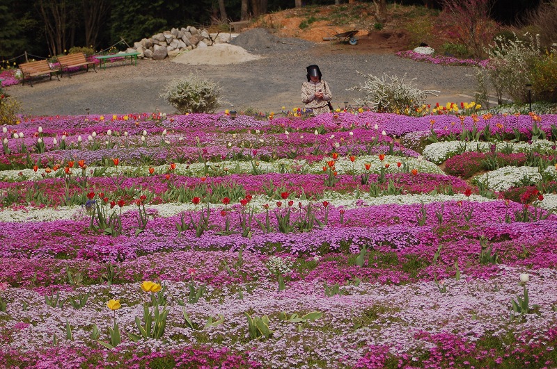 中津川の芝桜_f0231422_7215274.jpg