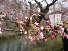 弘前公園の桜*2010.04.27_b0147224_18363715.jpg