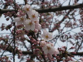 弘前公園の桜*2010.04.27_b0147224_18371728.jpg