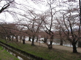 弘前公園の桜*2010.04.27_b0147224_18405530.jpg