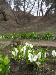 弘前公園の桜*2010.04.27_b0147224_18423330.jpg