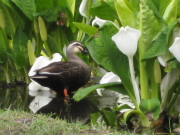 弘前公園の桜*2010.04.27_b0147224_184308.jpg