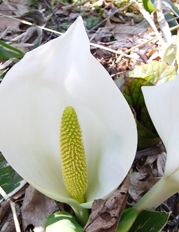 c0204725_12454776.jpg