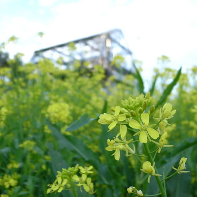 温室～菜の花の標_c0182231_11295576.jpg