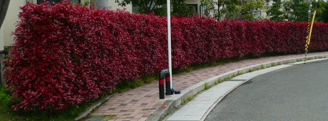 赤い葉っぱの木 寺小屋日記