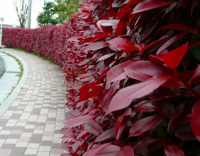 赤い葉っぱの木 寺小屋日記