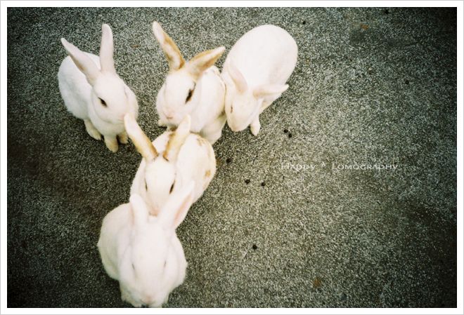 ANIMAL　LOMO_b0049843_20144428.jpg