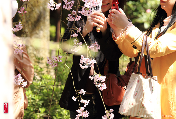 撮る人を撮る、京都の春・2010_c0187744_19154868.jpg