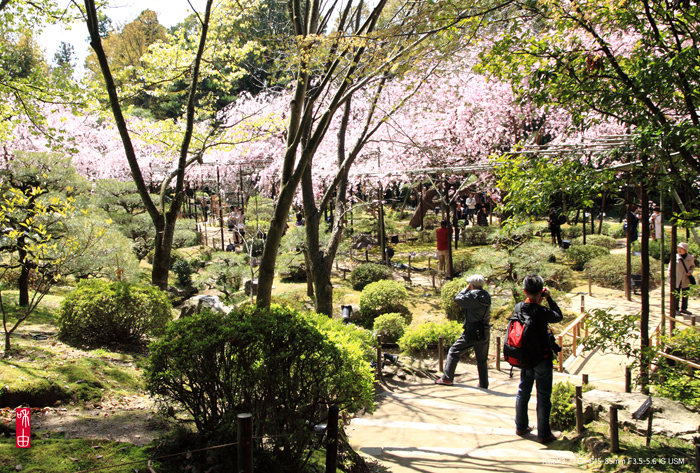 撮る人を撮る、京都の春・2010_c0187744_1916408.jpg