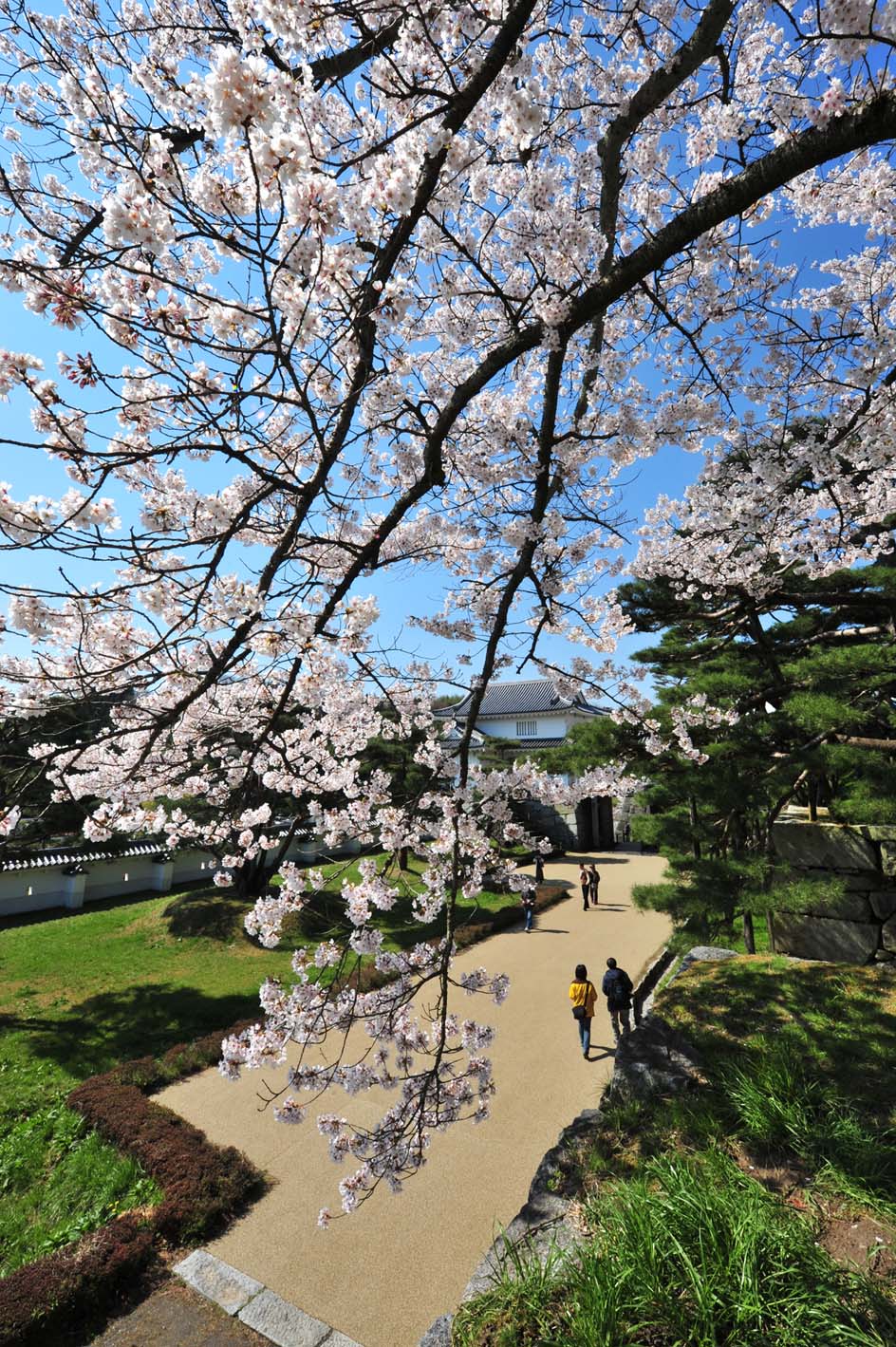 桜を見ながら歩くのって、、、_e0157647_7294399.jpg