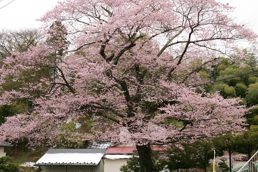 4月23日　福島の桜_a0133653_643490.jpg