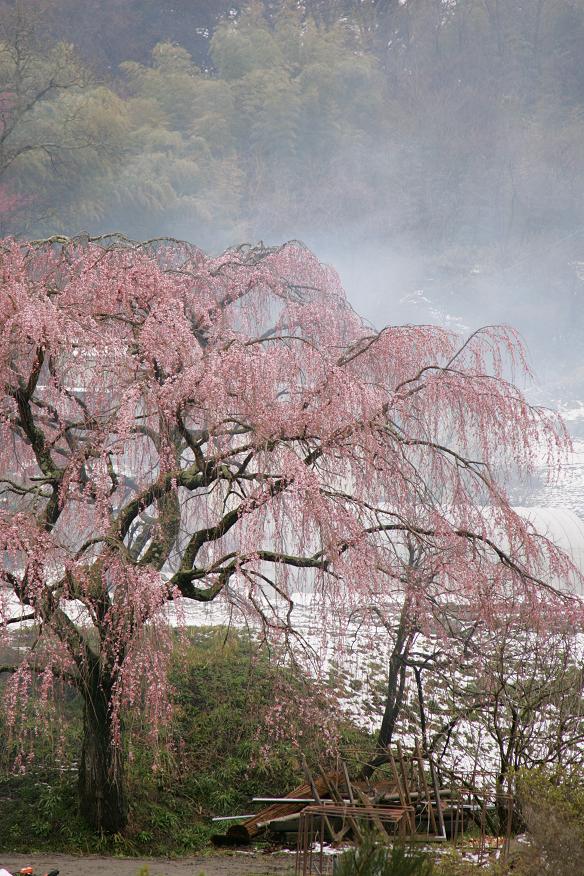 4月23日　福島の桜_a0133653_646536.jpg