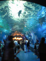 ホテルの中の水族館_f0232060_1044122.jpg
