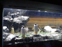 ホテルの中の水族館_f0232060_1045050.jpg